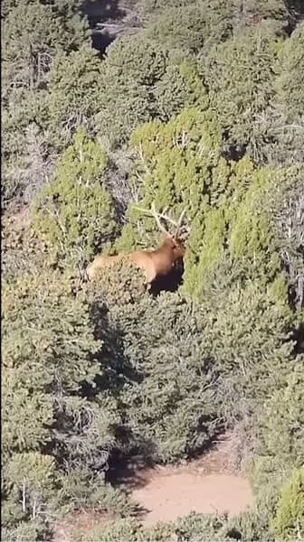 cover for When your hunt doesn’t go as planned 😳💥 #elk #fail #hunting
