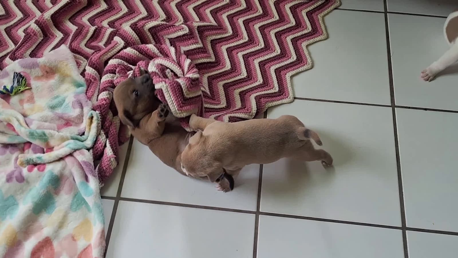 cover for #puppylove #adorablepuppy #dogsofinstagram #puppiesofinstagram #fyp 