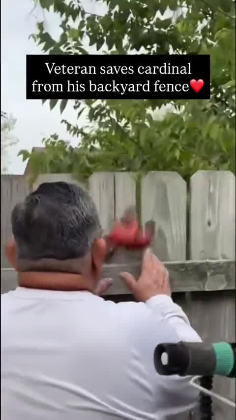 cover for Heroic rescue: Veteran frees a trapped cardinal 🐦 #RescueMission #HeroInAction #WildlifeSavior