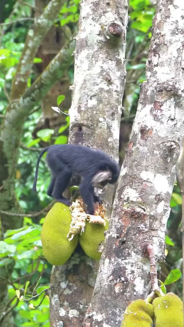 cover for 🔥 Stunning Lion-tailed Macaques spotted in Nelliyampathy Forest, India! #Wildlife #LionTailedMacaque #India #Nature