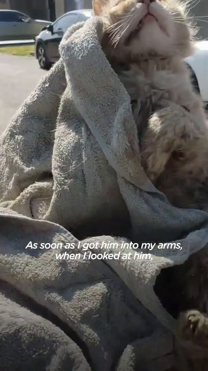 cover for Cat who had been left on the street by his owners wont stop kissing his rescuer on her nose ( @catsofsanbernardino) 