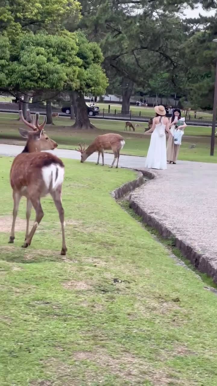 cover for #TrueCrimeStories Tourists Stunned by Smart Deer in Nara Park Beautiful Reactions!