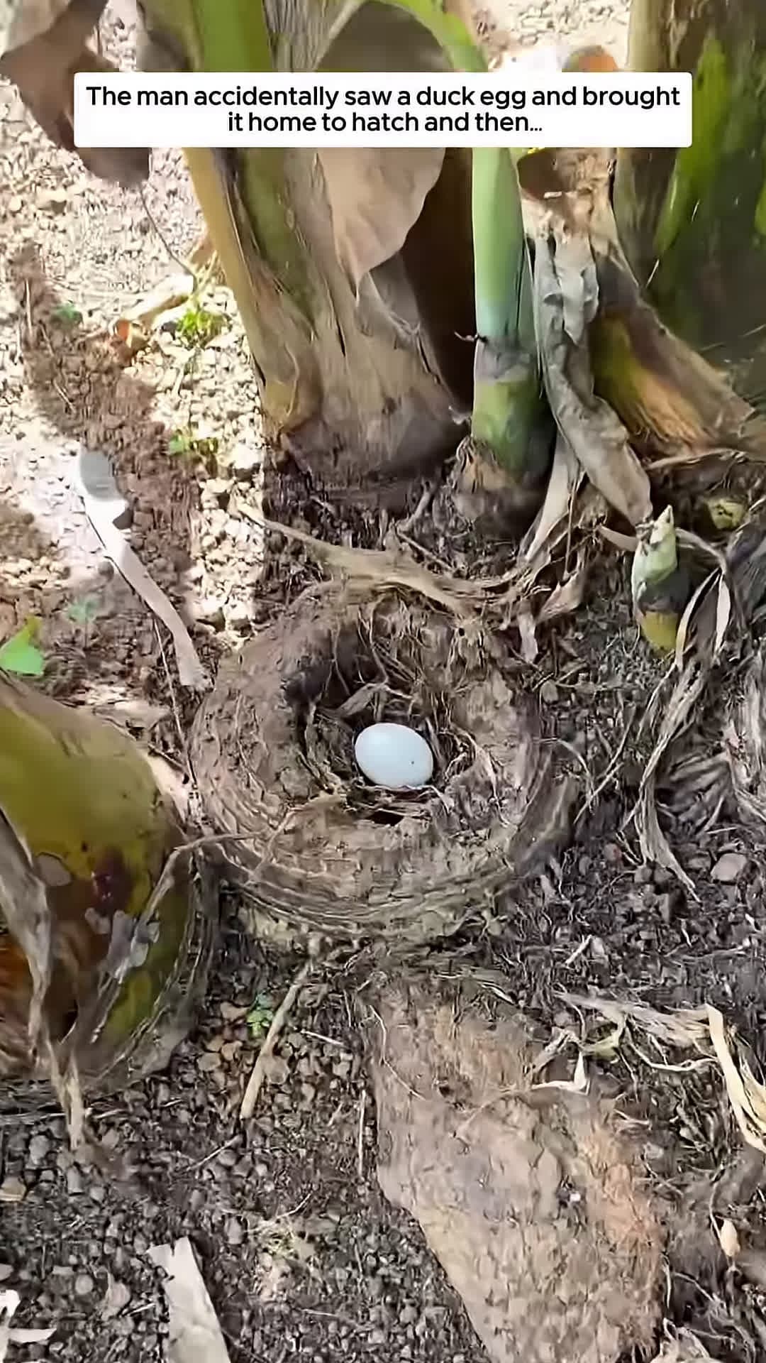 cover for The man accidentally saw a duck egg and brought it home to hatch and then