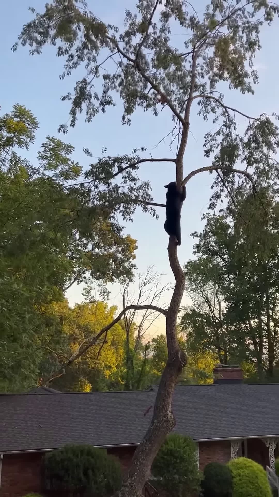 cover for Family Watches Bears Climb Tree In Front Yard wildlife bears