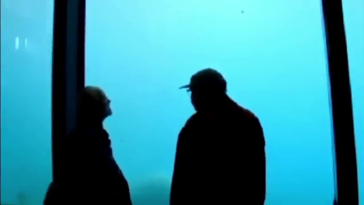 cover for Watch a polar bear toss a rock at the aquarium glass! 🐻‍❄️🪨 #PolarBear #AnimalMoments #AquariumMagic