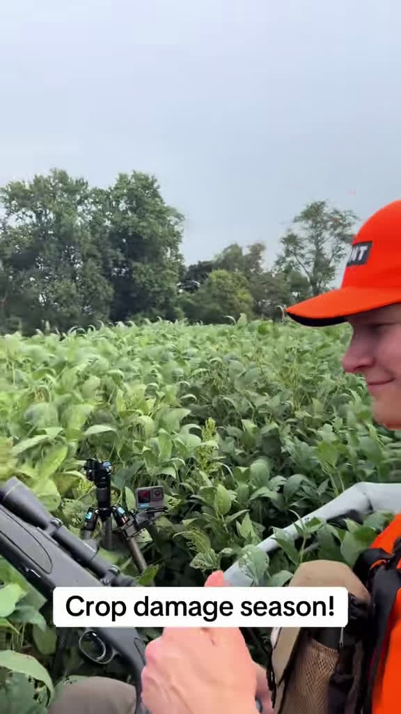 cover for Deer are hitting the crops again 🌾🦌 Watch how hunters step in! #DeerSeason #Whitetail #Hunting