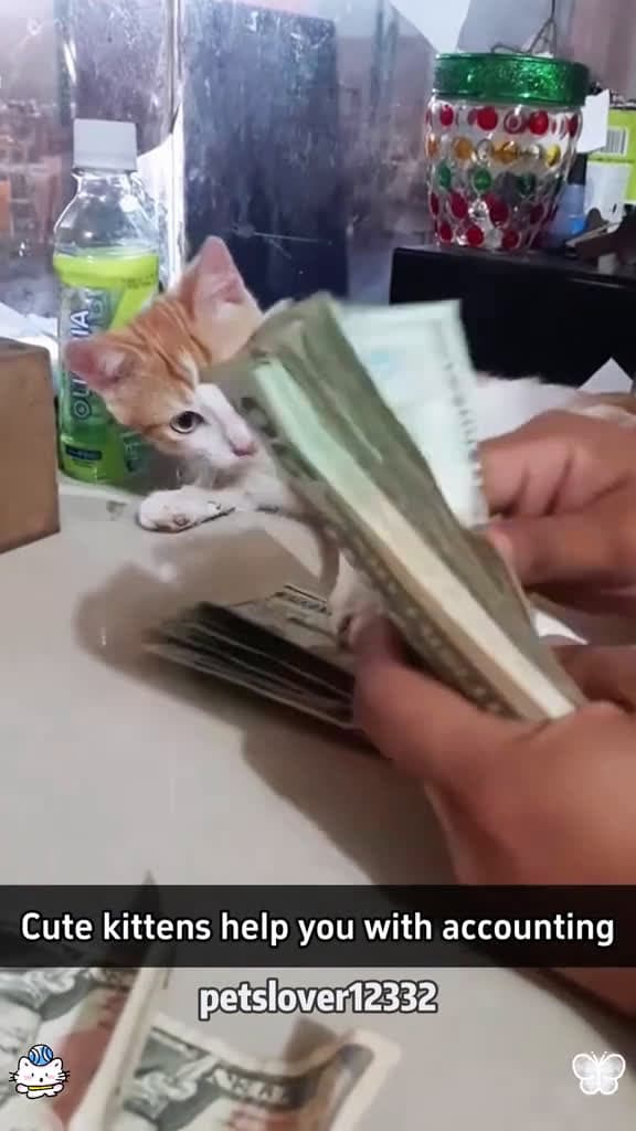 cover for Cat s work cat catsoftiktok catlover funnyvideos foryou fypage fyp funnycat funny funnytik 47391 #trending