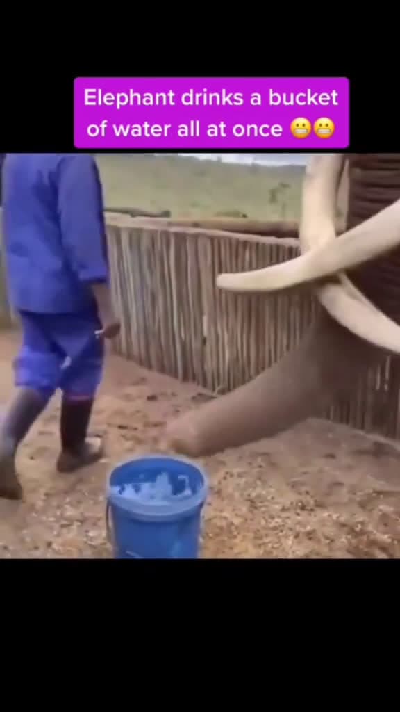 cover for Elephant life video 29 #elephant #elephantlover #elephantrescue #animalrescue #babyelephant