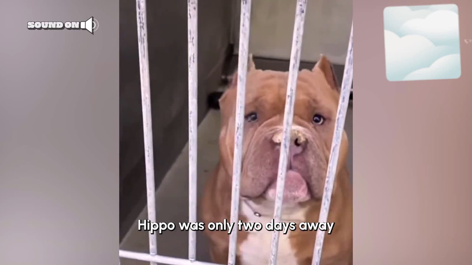 cover for Gentle Pitbull Saved from Euthanasia Finds Love #scoopzanimalvideo 