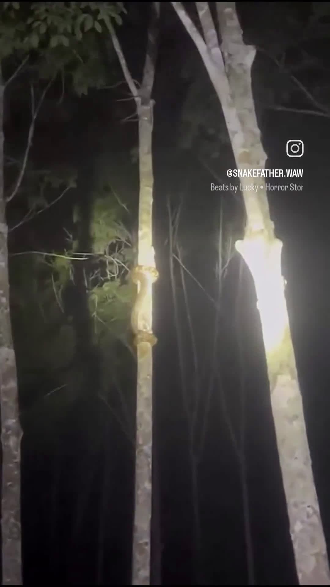 cover for A frightened snake slithers up a tree in a heart-stopping moment 🐍🌳 #Snake #Wildlife #TreeClimb