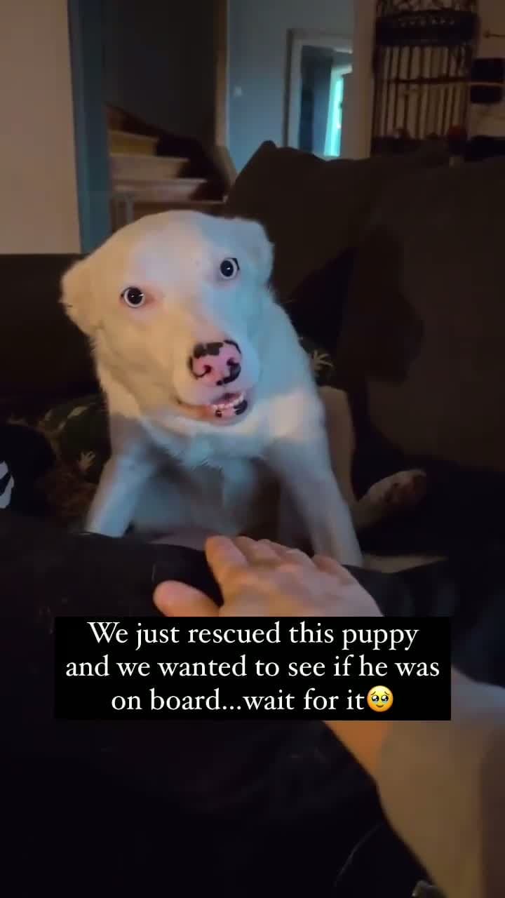 cover for Happiest dog member of the family