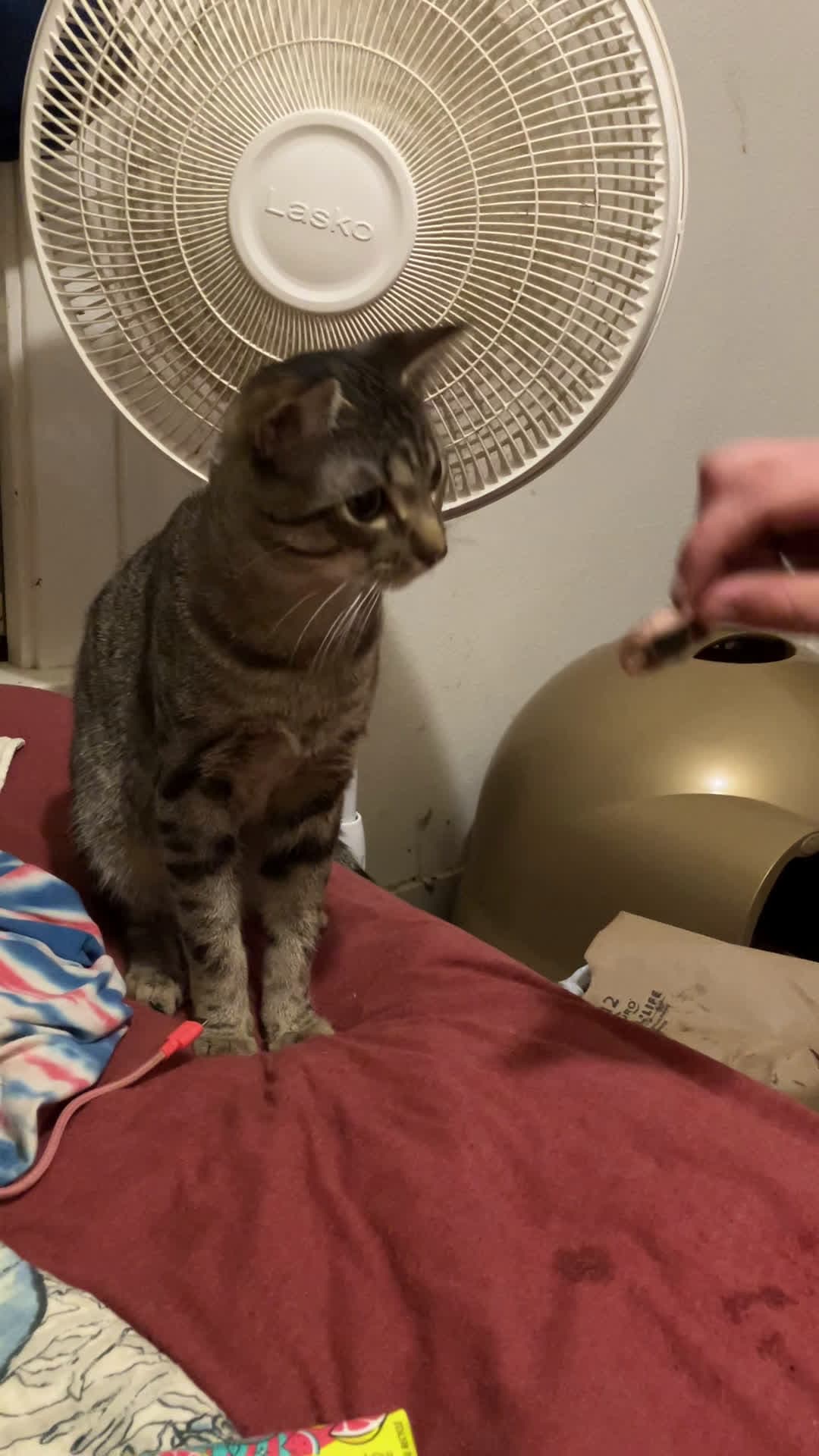 cover for Tigger stands pretty for piece of steak.  #pets #petlover #cats #cutecats #animals
