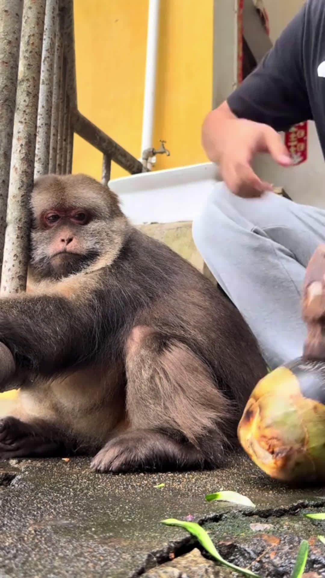 cover for She's been waiting for me. #monkey #monkey #xingxing #cute #lovely