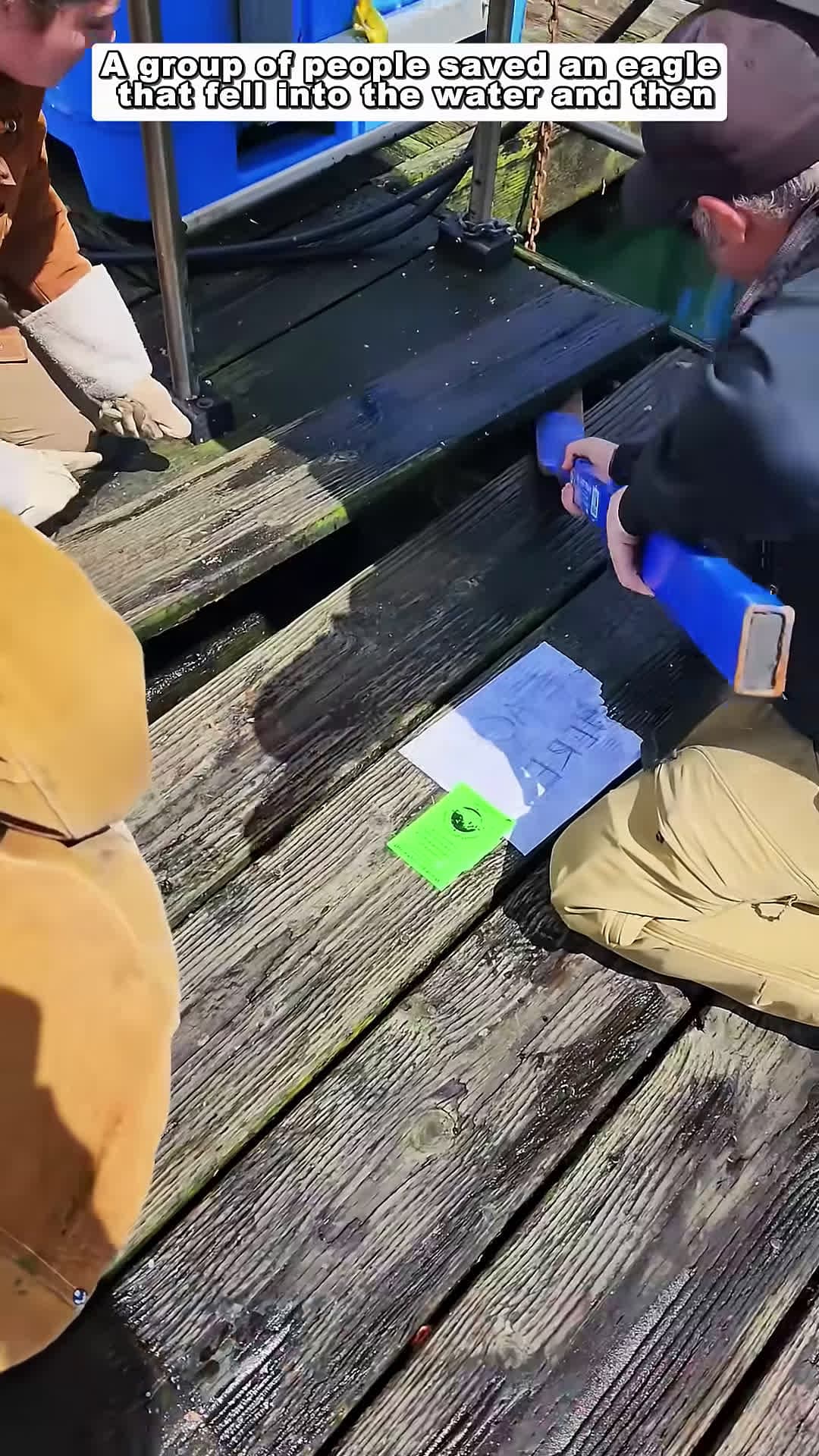 cover for A group of people saved an eagle that fell into the water and then animalshorts