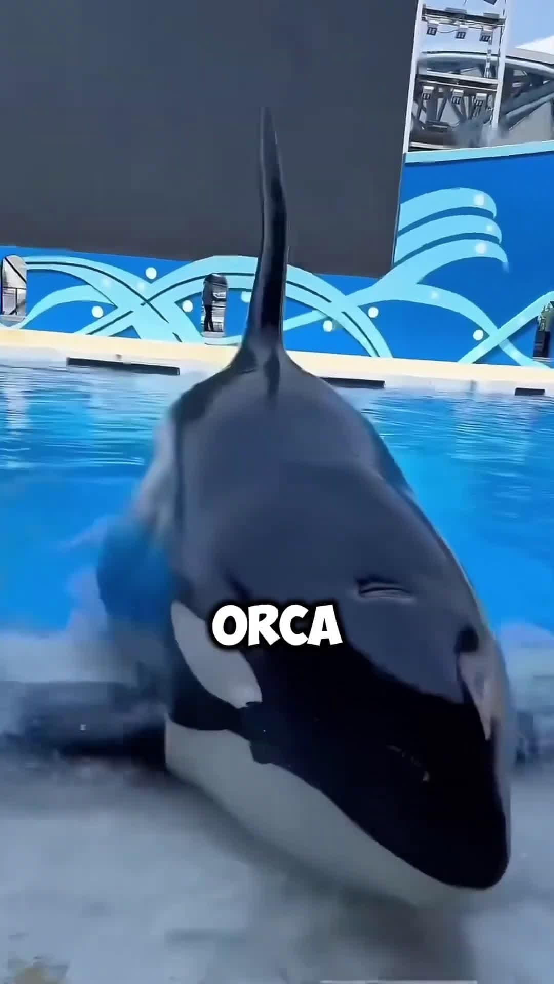 cover for This Boy Did Something Unbelievable For The Orca