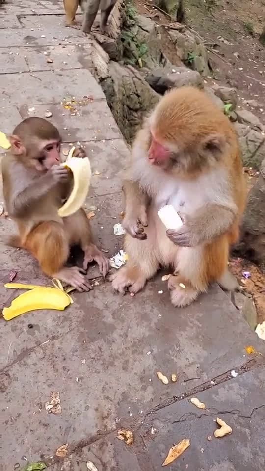cover for #monkey #Food
