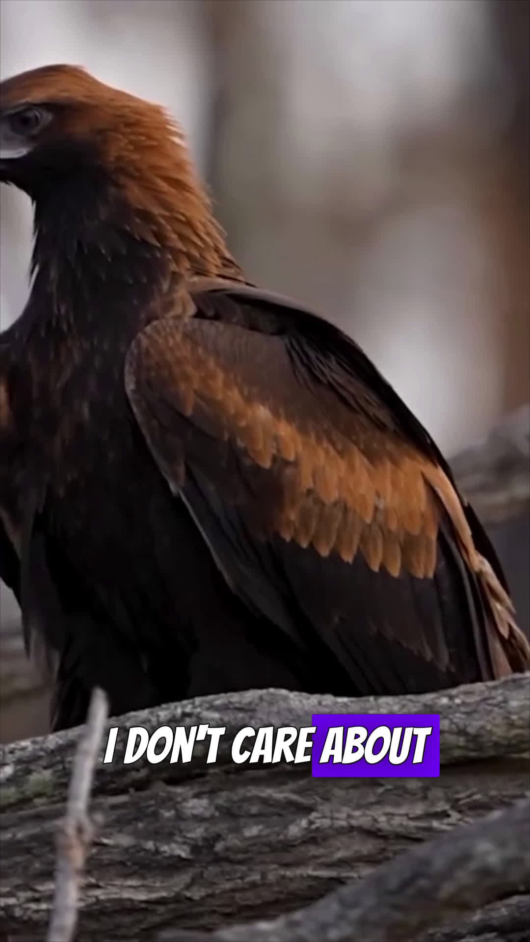 cover for Wedge-tailed eagle might be the most terrifying thing in Australia