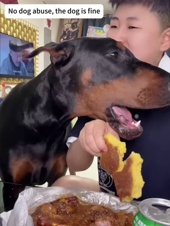 cover for This greedy pup steals the show! 🐶😂 #FunnyDogs #DogLover #GreedyDog