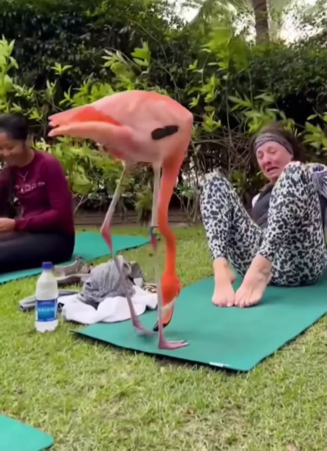 cover for Real deal🎯...We against AI videos #scoopz   #animals  #flamingo  #dance  #dancechallenge #scoopzreels  #scoopztrending #scoopz  #trending  #pov  #fyp  #foryoupage  #foryoupage❤ 