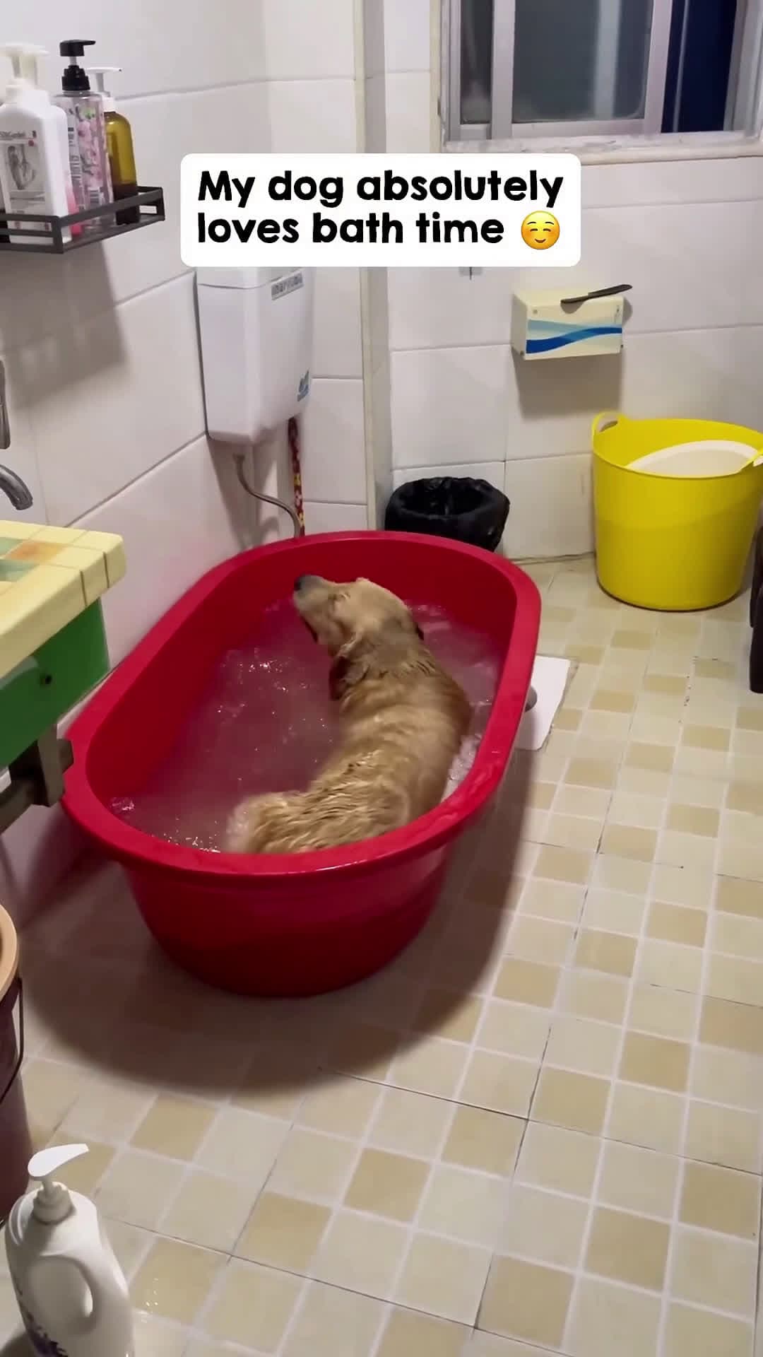 cover for I think it’s time to get him a bigger tub… 😂🛁