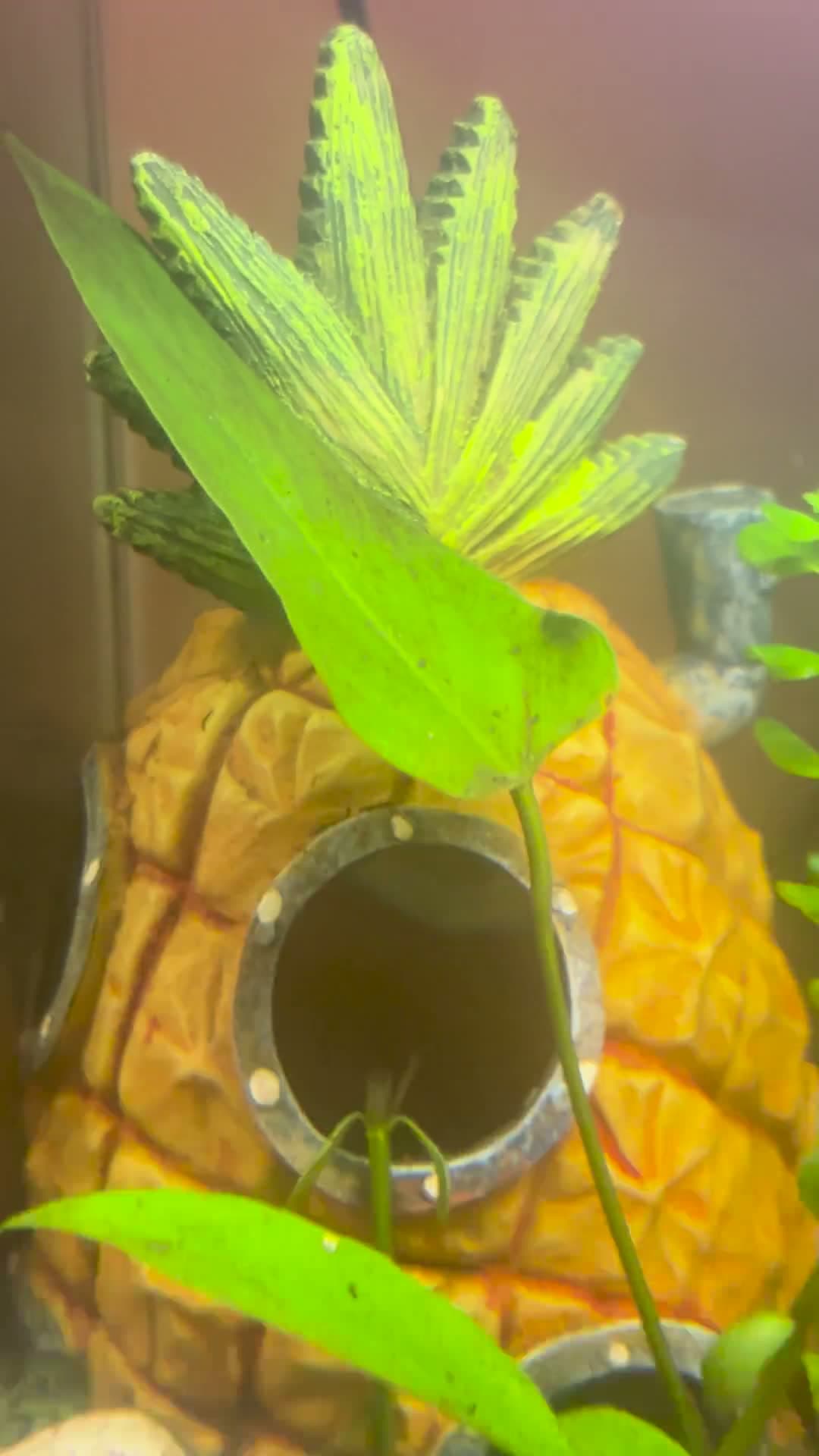 cover for Top Aquatic Plants That Thrive Under 12+ Hours of Light! 🌿 #AquaticPlants #AquariumLife #PlantCare