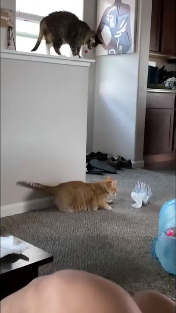 cover for When cats unleash their inner prankster 😼 #Cats #Funny #PetFails
