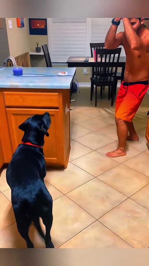cover for Funny animals 😂😂 #pet #cat #dog #cute #animals #foryou #typ #scoopz  #viral 