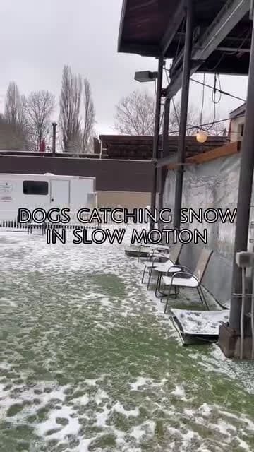 cover for SPORTS #snowday #snow #catchingsnow #slowmotion #dogs #doggydaycare #dogsoftiktok #seattle #seattledogs #growlerzseattle