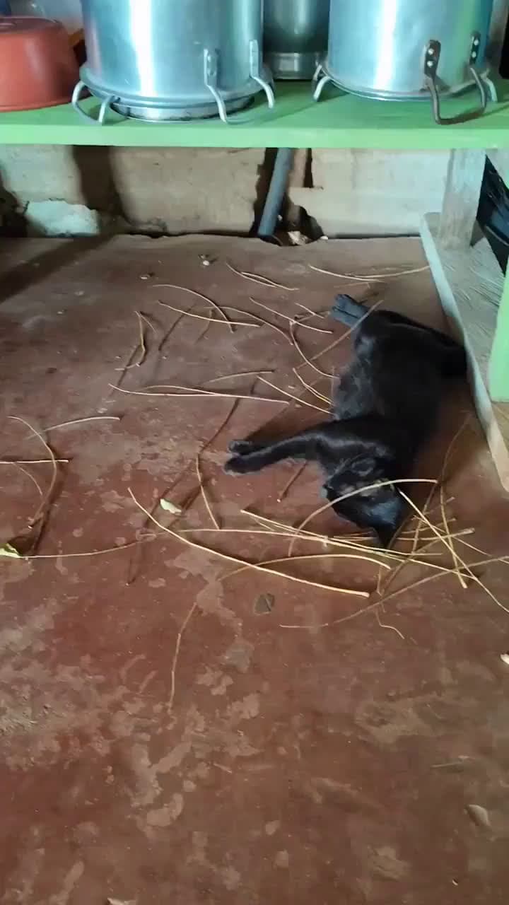 cover for Tiny bird goes all out to build a nest for her pregnant cat friend — heartwarming teamwork 🐦🐱 #AnimalFriends #Birds #Cats #Heartwarming