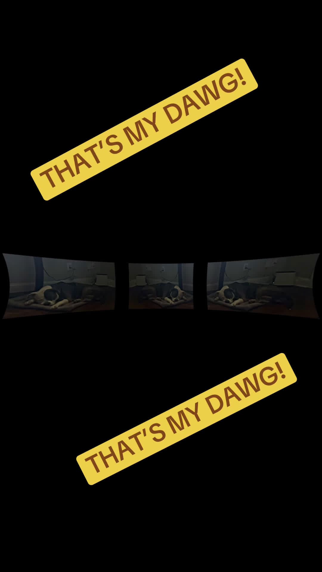 cover for 🐾🦴🐾