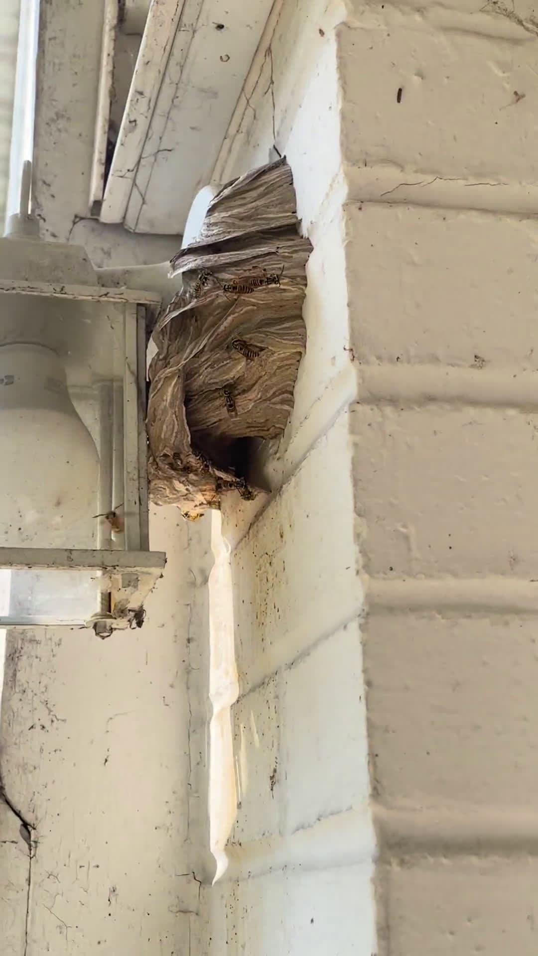 cover for Yellowjackets nesting by the back door—calm or dangerous? Dad wants them out. What's the safest plan? 😬 #Yellowjackets #WaspNest #HomeSafety #PestControl #DIYOrCallPros