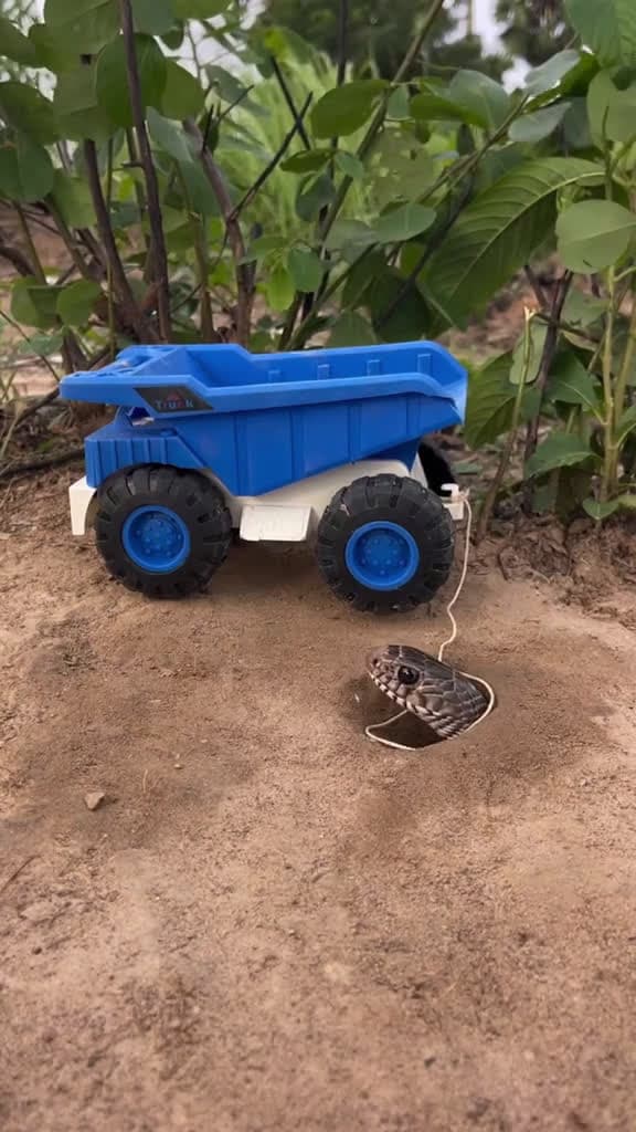 cover for Simple easy DIY Snake Trap #campping #creativesnaketrap #wildlife #snaketrap #shorts