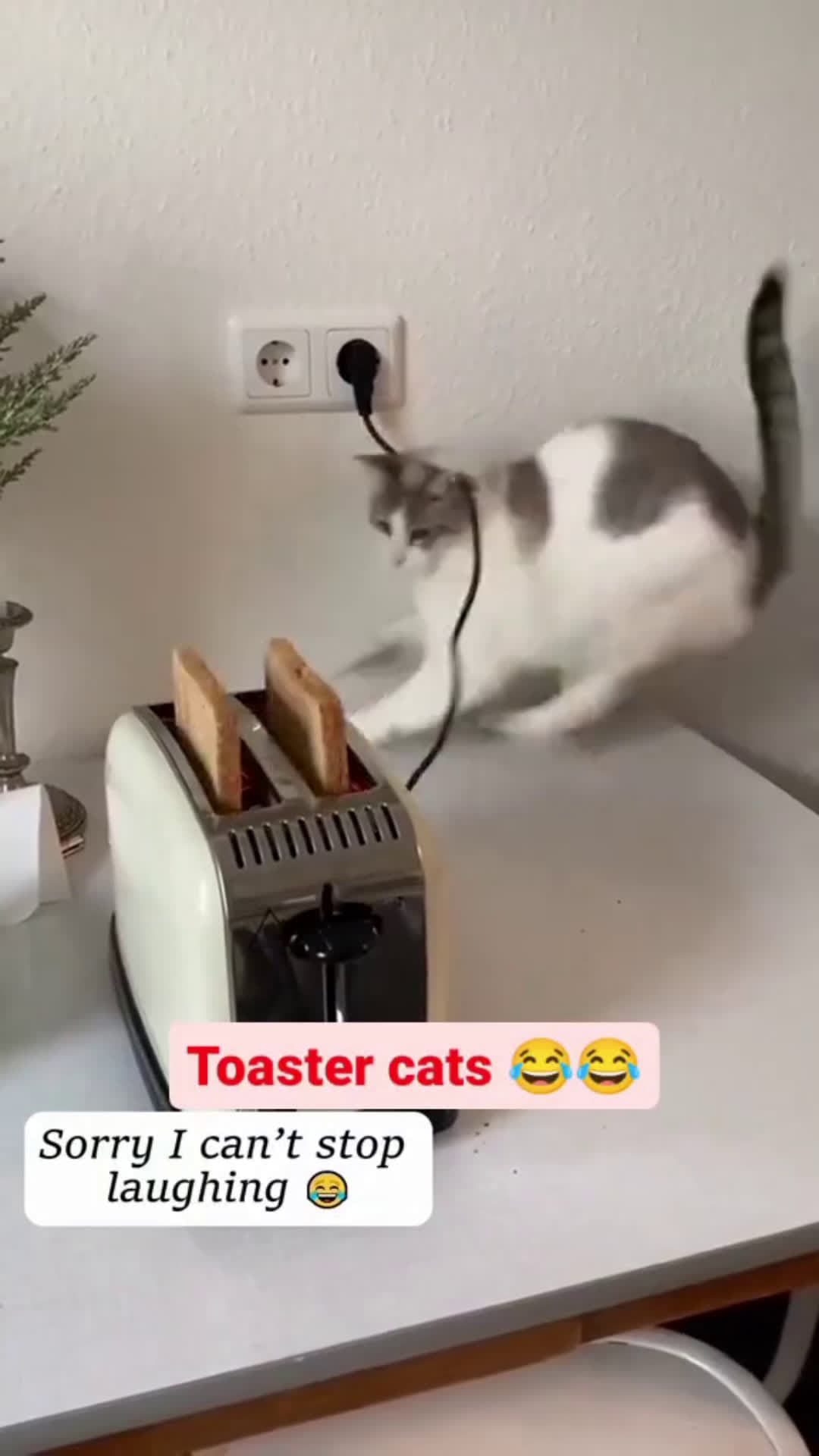 cover for #CaughtOnCamera #fyp #foryou #cat #animals #hilarious Toaster cats 🐈🤣