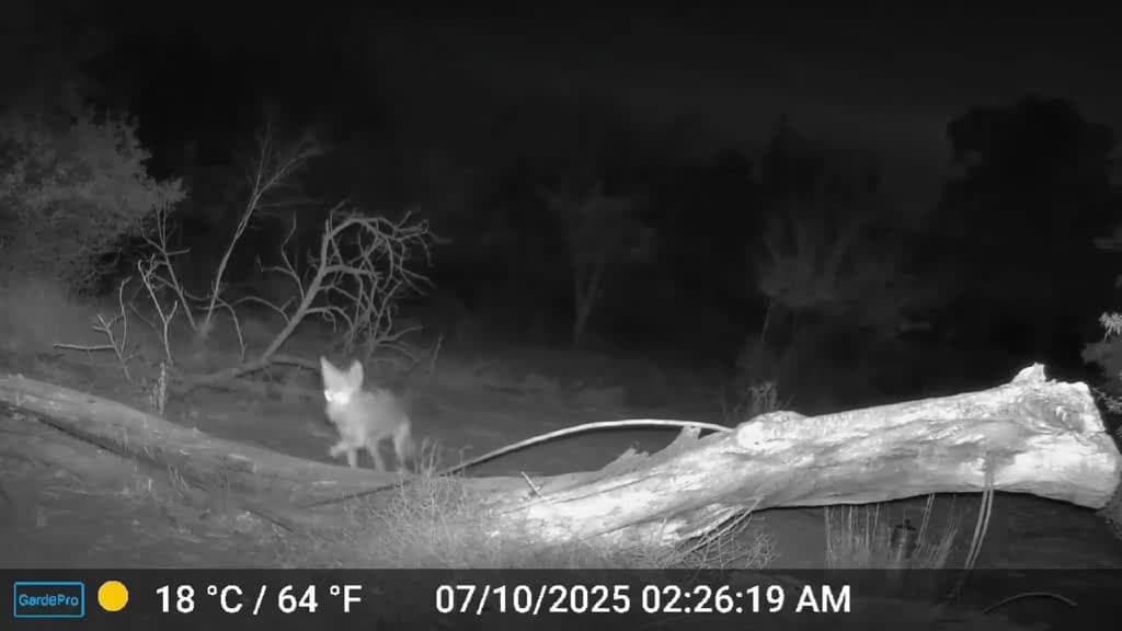 cover for Watching these cuties steal the show on camera! 🐾📷 #WildlifeCamera #CuteAnimals #NatureLovers