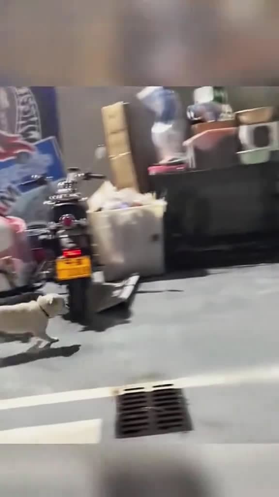cover for Try not to laugh when you watch funny dog animals funnyvideos cat haha pet funnypets PetsO 53335 #nicevideo