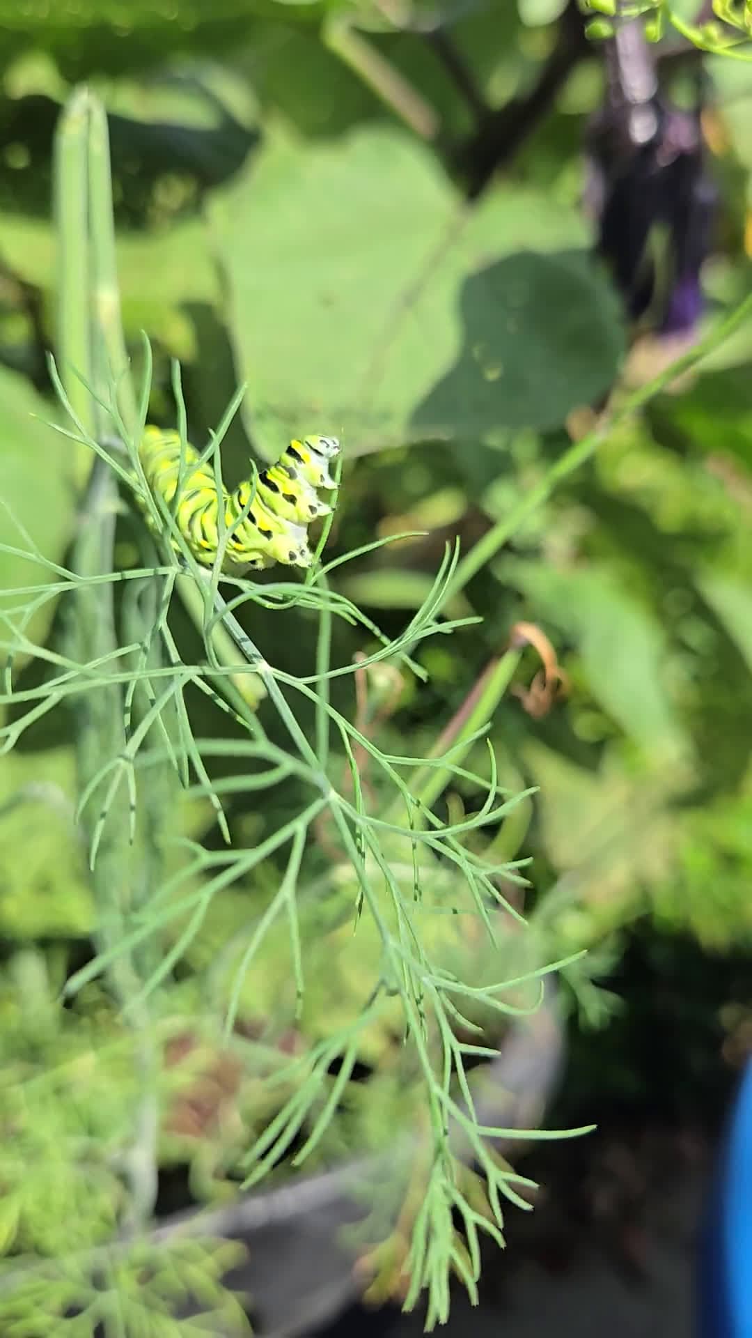 cover for That's who I planted the dill for — absolutely adorable 🥺 #cute #garden #dill #plants #homegrown
