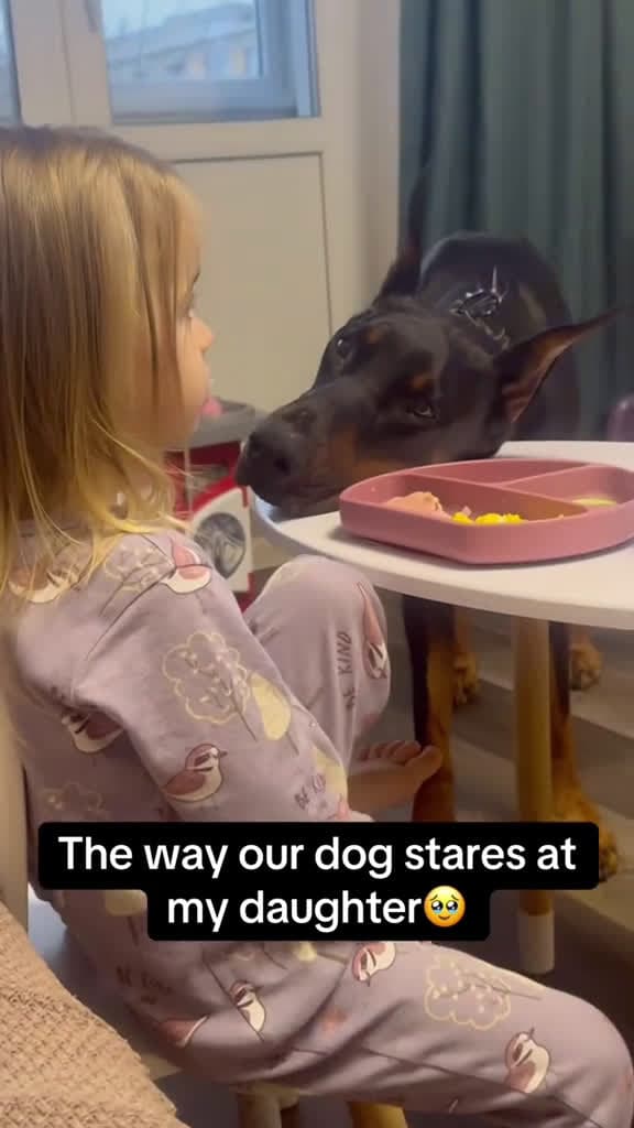 cover for There is love in the dog s eyes dog cute baby Love tiktok child 00682 #american