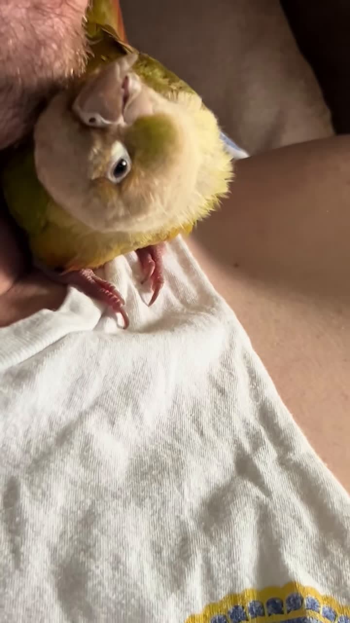 cover for He’s such a big cuddle bug 🥹 #angus #angusmcbangus #pet #bird #parrot #conure #animals #greencheekconure #cinnamonconure #cute