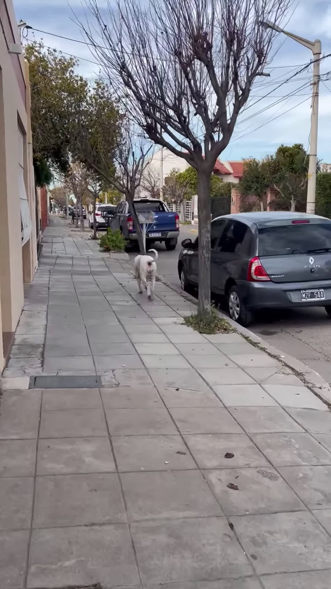 cover for #CaughtOnCamera Playful Dog Owner Plays Hide and Seek With Dog