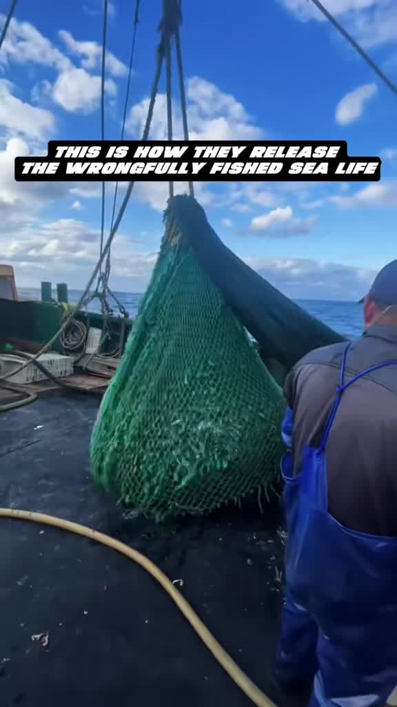 cover for Watch how they safely release accidentally caught sea creatures 🌊🐟 #OceanLife #Fishing #SeaRescue