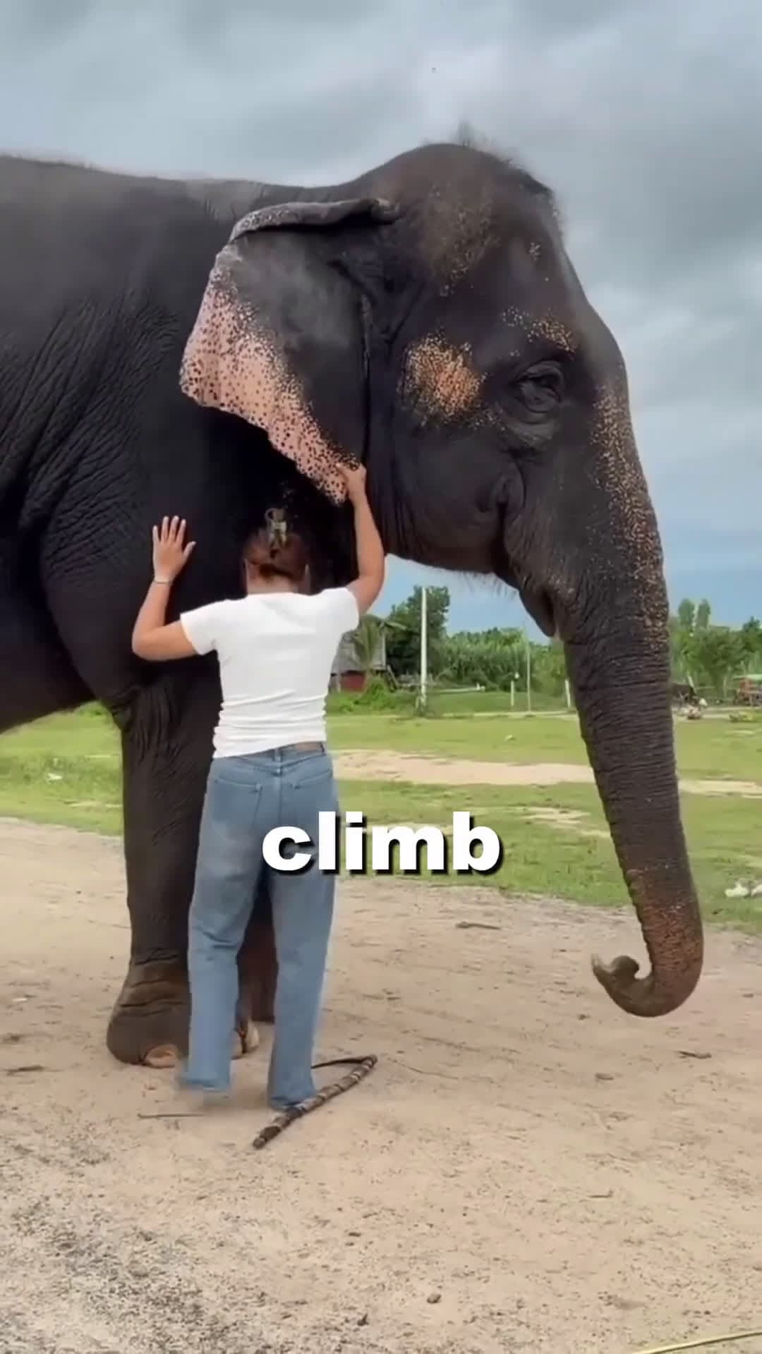 cover for What the Elephant Did at the Girl’s Gesture 🐘😯 #scoopzanimalvideo 