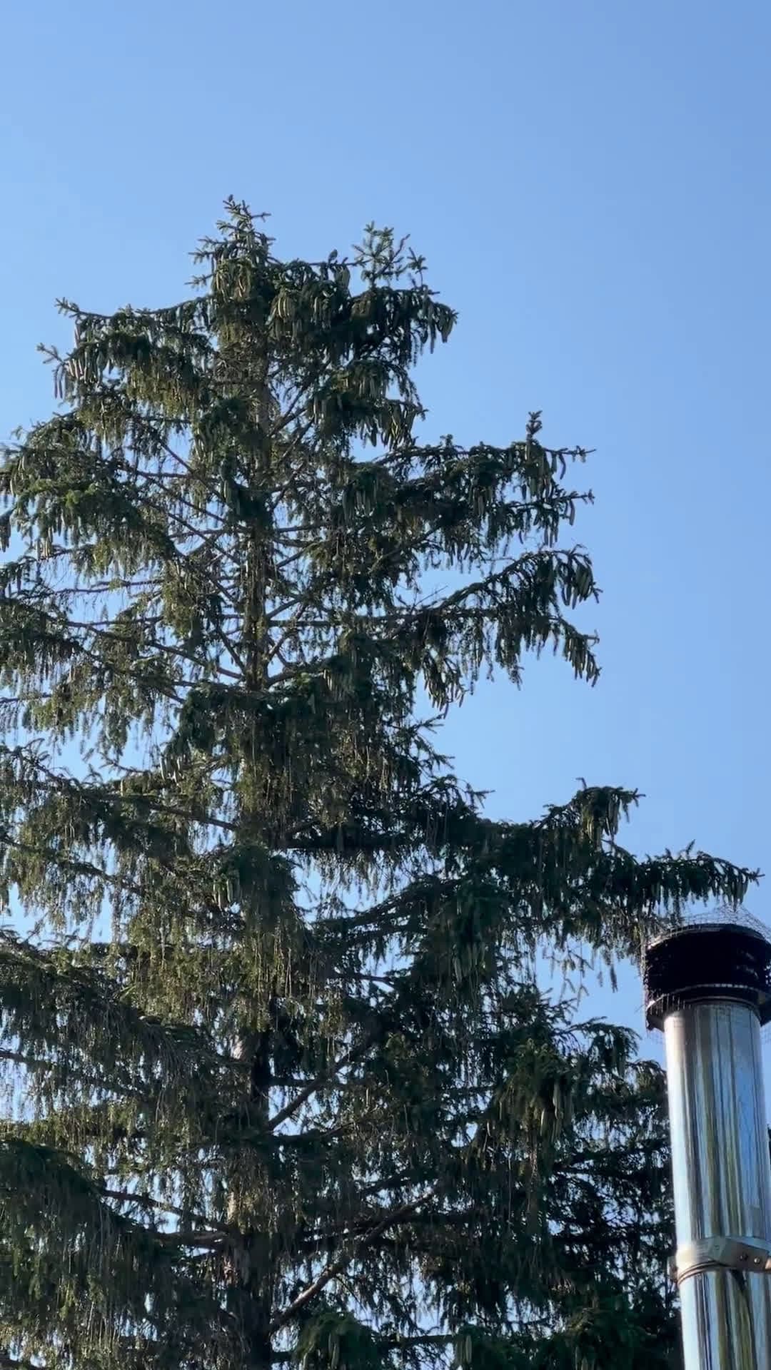 cover for Starling fools my Merlin Bird ID app - says a Red-tailed Hawk is up there in Upstate NY! 🦅😂 #BirdID #MerlinBirdID #RedTailedHawk #UpstateNY #BirdWatching