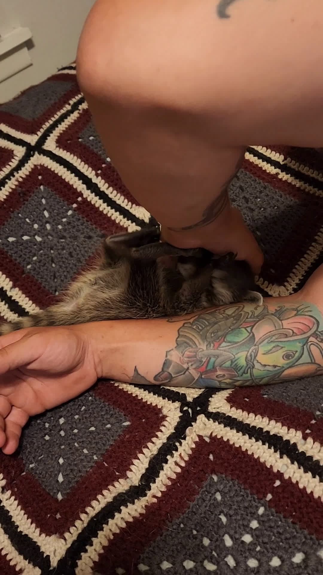 cover for Karin playing with her Dad 💕#raccoon  #baby  #animal #wildlife #adorable  #cute  #fyp  #fypシ  #fypシ゚viral  #fypage #karin #rescue #scoopz #scoopzreels 