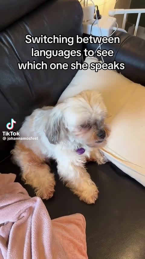 cover for When your dog gives you THAT look 👀 #StinkEye #DogMood #FunnyPets