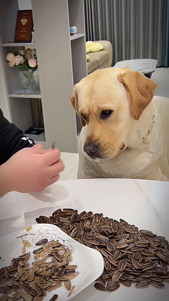 cover for 🤣🤣🤣 #pets #dog #pet #animal #funny #funnyvideo 
