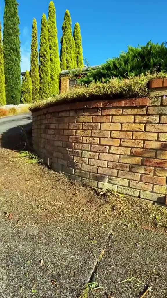 cover for I love the last clips they are crazy garden gardentok cleaning cleaningasmr trimming hedge 20878 #shortvideos