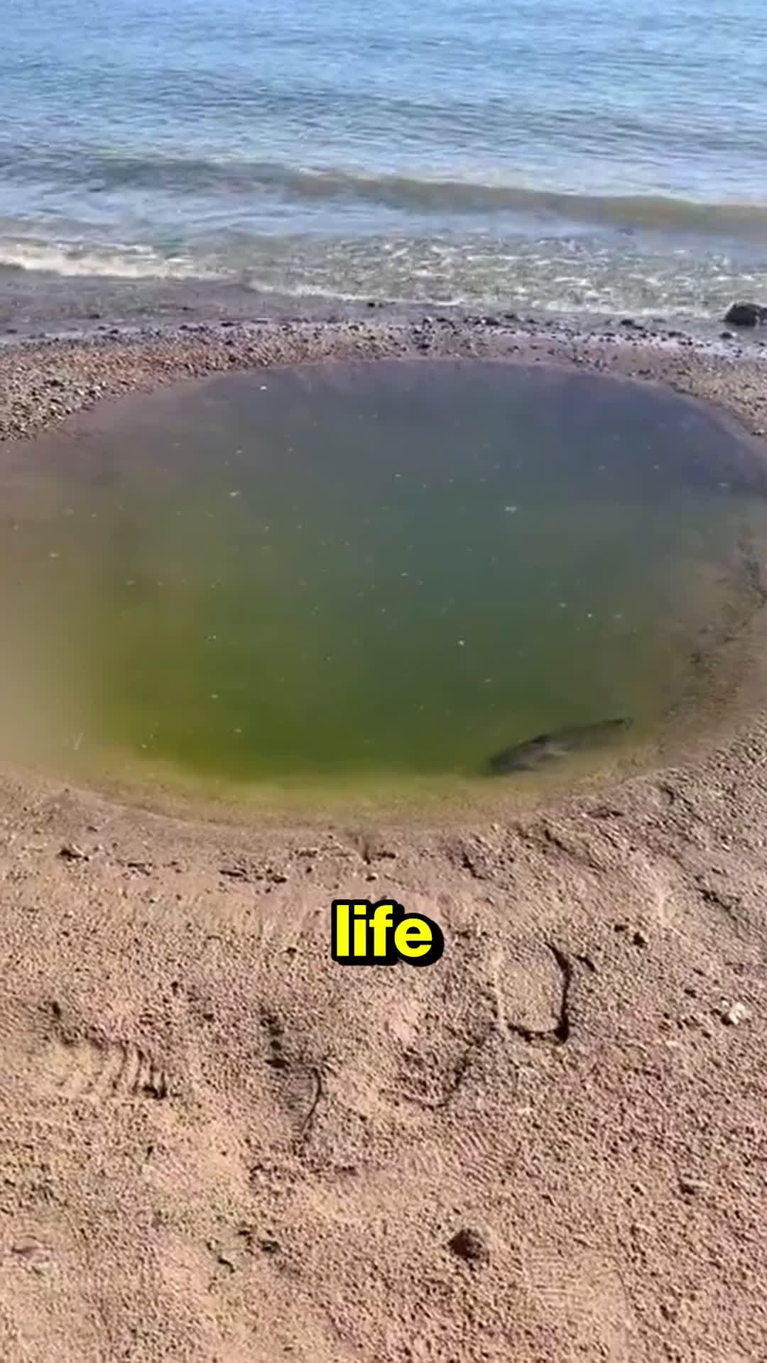 cover for This fish has 200 IQ