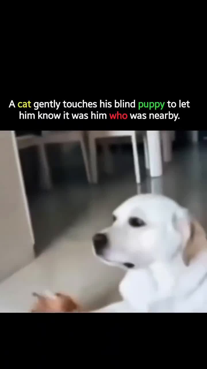 cover for A gentle touch for a blind best friend 🐾❤️ #BlindDog #CatLove #FriendshipGoals