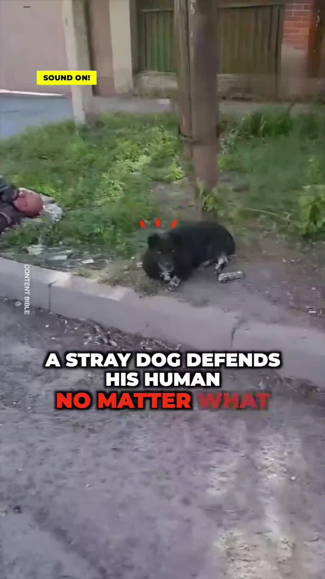 cover for Stray dog protects a homeless humanIn Russia, a dog showed that loyalty does not differentiate between social classes. His human was sleeping so he protected him from anyone that got too close.