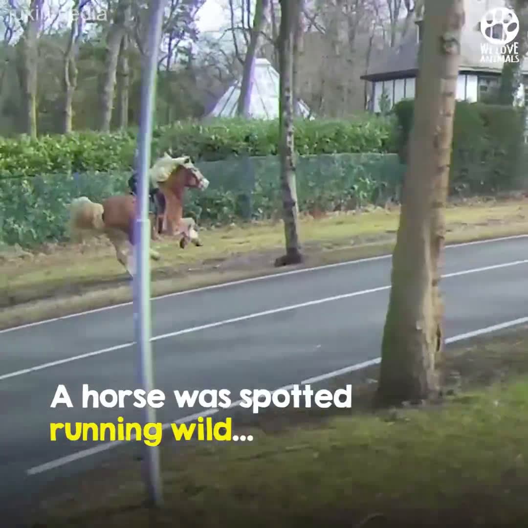 cover for Biker chases runaway horse galloping through traffic